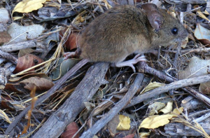 Hantavirus: una enfermedad latente que vuelve preocupar, se confirma variante andes del virus.