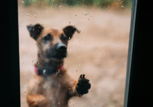Dejar a una mascota expuesta a la lluvia o al frío: ¿Cuáles son las consecuencias legales?