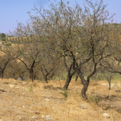 Investigación PUCV identifica estrategias para fortalecer el sistema eléctrico chileno frente a sequías extremas.