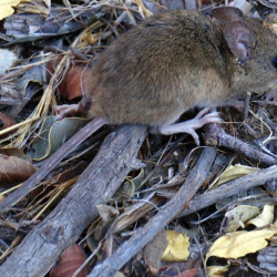 Hantavirus: una enfermedad latente que vuelve preocupar, se confirma variante andes del virus.