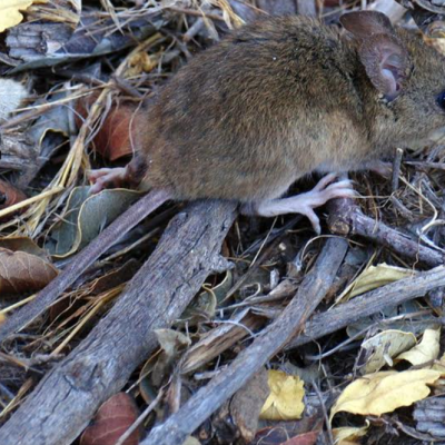 Hantavirus: una enfermedad latente que vuelve preocupar, se confirma variante andes del virus.