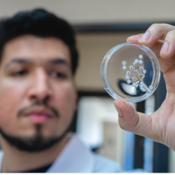 Investigadores crean hidrogel a base de veneno de avispa que cura lesiones de pie diabético.