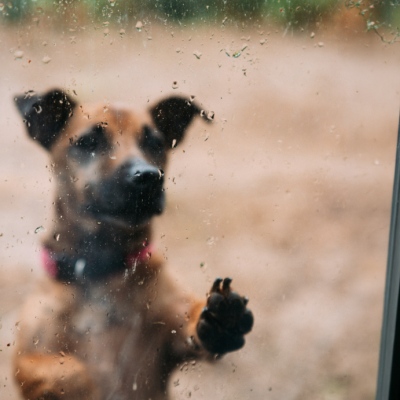 Dejar a una mascota expuesta a la lluvia o al frío: ¿Cuáles son las consecuencias legales?