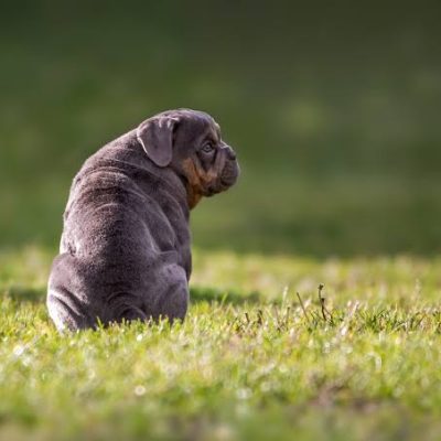 MASCOTAS: ¿Tu perro tiene obesidad? Experta explica cómo detectarlo y prevenirlo.