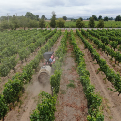 SAG llama a informarse ante nueva obligación de avisar aplicaciones de plaguicidas tóxico para las abejas.