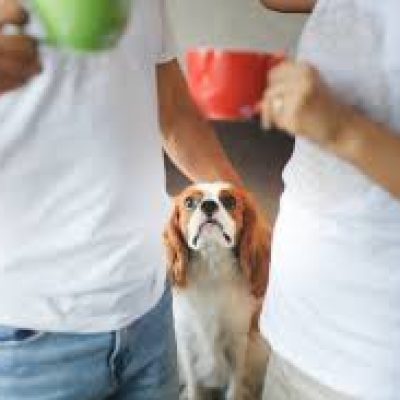 Tuición compartida de mascotas: Entregar dicha materia al ámbito de conocimiento de Juzgados de Policía Local ?