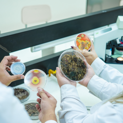 Investigación busca devolver la vida a suelo degradado con el uso de microorganismos.