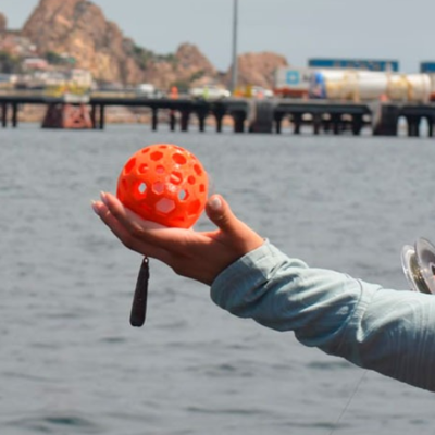 Estudian peces realizando un monitoreo marino del ADN ambiental evitando la captura de especies.