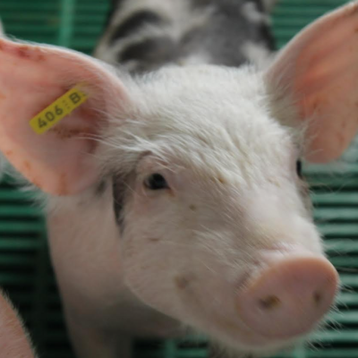 SALUD: Riesgos e implicancias del brote de Peste Porcina Africana detectado en España.