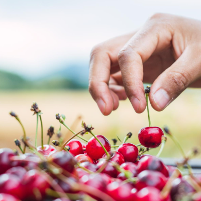 Cerezas: Cambio climático obliga a replantear estrategias de producción. Exportaciones han bajado un 20%.