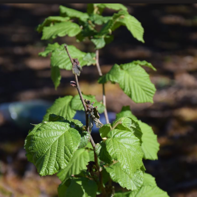 Investigación revela alta diversidad genética de bacteria que afecta al avellano europeo en Chile.