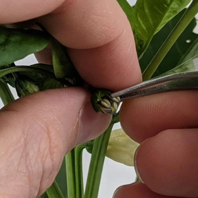 Tecnología chilena busca revolucionar el control de calidad en la producción de semillas.