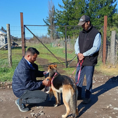 Región del Maule: Subdere financiará proyectos de tenencia responsable de animales de compañía.