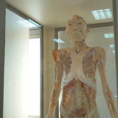 Humanos: Exposición gratuita de cuerpos reales llega a Talca entre el 26 de noviembre y el 19 de diciembre.