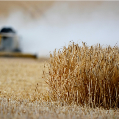 AGRICULTURA: Desarrollan variedad de trigo que resiste el estrés hídrico frente al cambio climático.