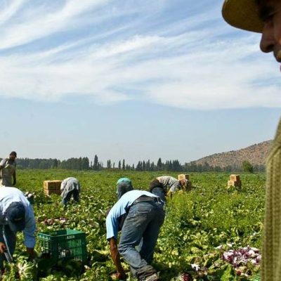 AGRICULTURA: Trabajadores inmigrantes, regularizar, infraccionar o desatender.