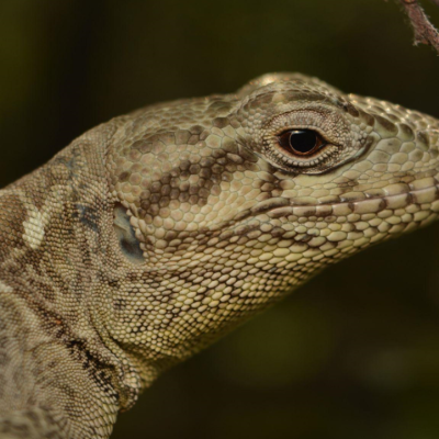 Pristidactylus en peligro: Investigación UOH alerta riesgos críticos sobre el “gruñidor de Valeria” y su microhábitat.