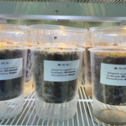 PROYECTO: Proponen solución biotecnológica para restaurar turberas en Chile.