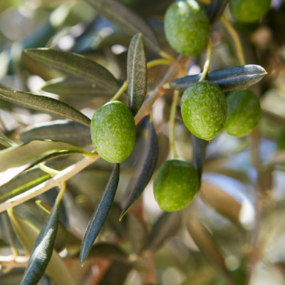 Con tecnología de punta, buscan proteger de forma sostenible olivos en O’Higgins.
