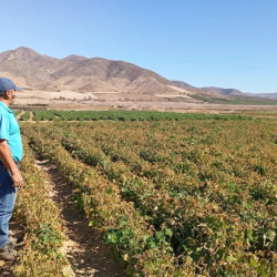 Brotaciones tempranas y estrés hídrico: doble desafío para el agro chileno en este invierno 2025.