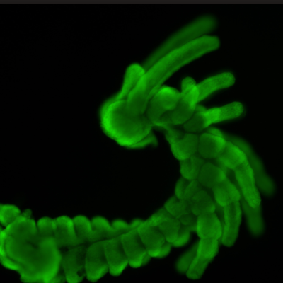 CIENCIA: Desarrollo de insectos sería clave para entender la evolución de las especies.