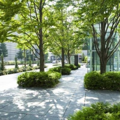 MEDIO AMBIENTE Y SALUD: ¿Por qué nos cuesta tanto cuidar los árboles de la ciudad?