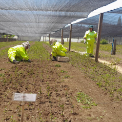 Programa de Emergencia de Empleo genera trabajo con enfoque ambiental en 142 comunas del país.