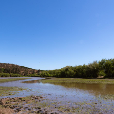 MEDIO AMBIENTE: Humedales, la barrera natural que protege nuestra agua.