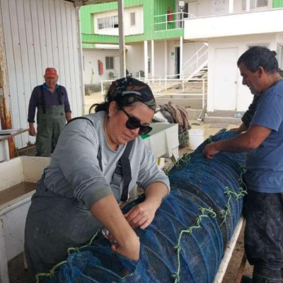 INDESPA destinará más de $2.400 millones para fortalecer cultivos de ostiones, ostras, choritos y algas.