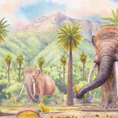 CIENCIA: Los frutos perdidos de la Megafauna: Científicos confirman teoría de hace 40 años.
