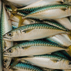 ¿Es realmente jurel?: Advierten importantes diferencias nutricionales en especies sustitutas en conservas.