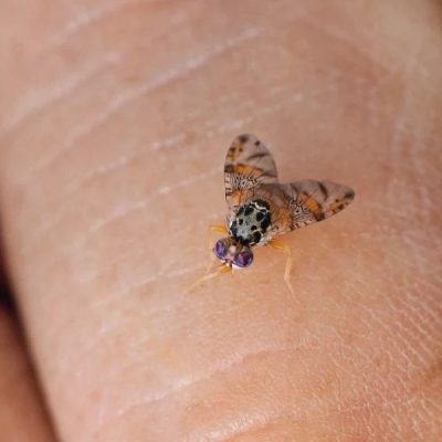 Mosca de la fruta: “Muchos pequeños productores deben eliminar su cosecha sin poder venderla”.