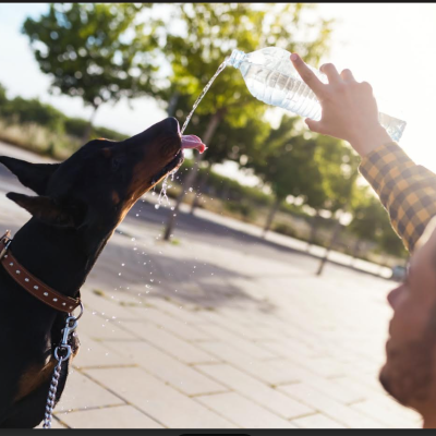 Calor y mascotas: tips y recomendaciones para un verano de altas temperaturas.