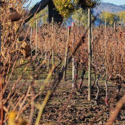 MEDIO AMBIENTE: ¿Cómo afecta el cambio climático a la producción de vino chileno?