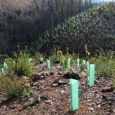 Fundación Reforestemos inicia temporada de arbolado urbano plantando árboles nativos.