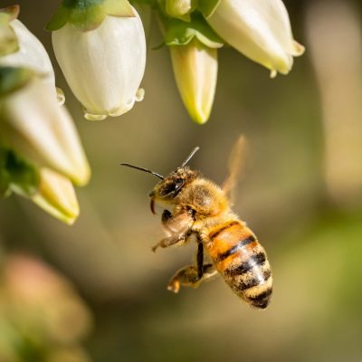 MEDIO AMBIENTE: Alerta climática, amenazas para las abejas y la cadena alimentaria.