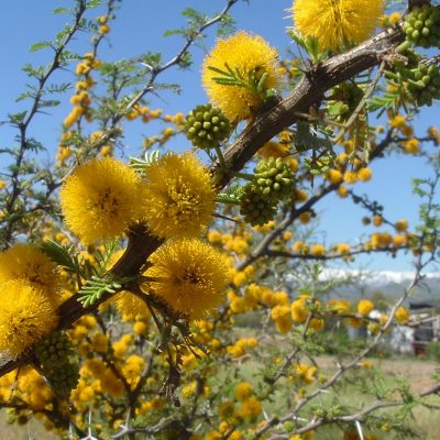 Sistema silvoagropecuario promete ser la alternativa más sustentable para producción de praderas.