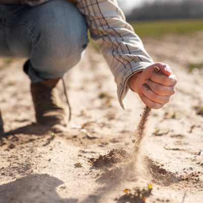 AGRICULTURA: Olas de calor, el impacto de las altas temperaturas en los cultivos chilenos.