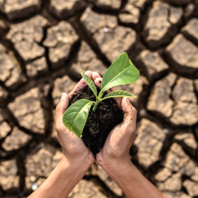 U. TALCA: Científicos analizan principales riesgos mundiales de la biología vegetal.